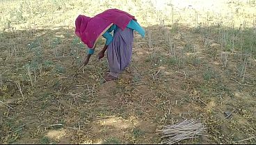 देसी इंडियन बॉयफ्रेंड ने खेत में काम कर रही अपनी गर्म जवान को जमकर चोदा